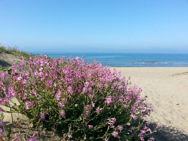 Fioritura di Silene colorata